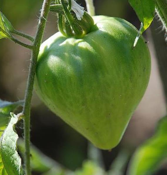 Solanum lycopersicon Oxheart Giant (C.O) - Tomate Gigante Coração-de-Boi, Tomate Coração de Boi Gigante