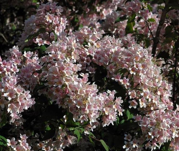 Kolkwitzia amabilis 'Pink Cloud' - Arbusto de Beleza 'Nuvem Rosa', Arbusto Nuvem Rosa, Pink Beautybush