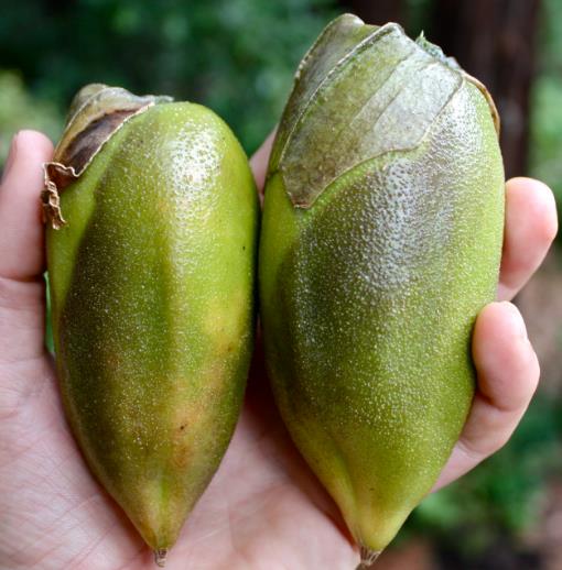 Brugmansia Sanguinea - Brugmansia vermelha, árvore datura vermelha, árvore trombeta de anjo