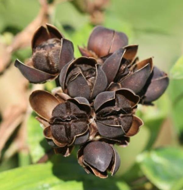 Merremia umbellata (Convolvulus umbellatus, Ipomoea polyanthes) - Rosa de Madeira Amarela, Ipomoea Amarela