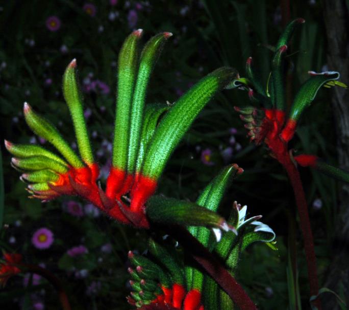 Anigozanthos manglesii - Pata de Canguru Vermelho e Verde, Kangaroo Paw