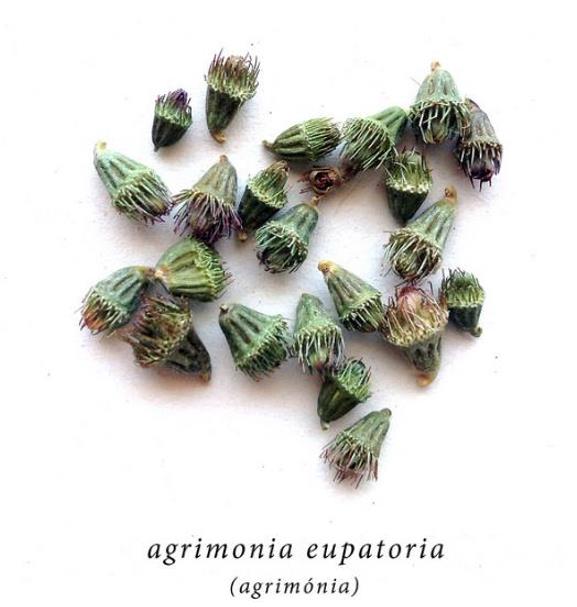 Agrimonia eupatoria - Eupatória, Erva Milagrosa, Erva dos Gregos, Erva Hepática, Campanários de Igreja