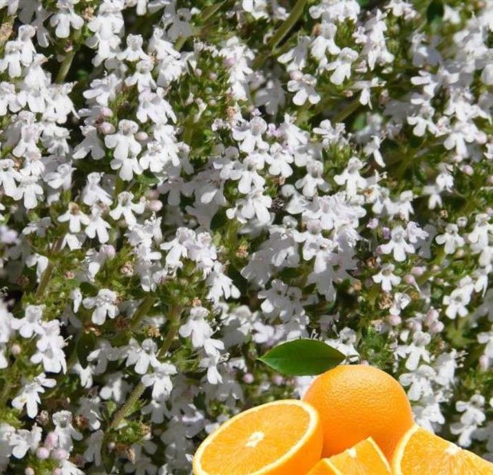 Thymus citriodorus 'Fragantissimus Orange' - Tomilho de Laranja, Tomilho Laranja, Timo Laranja