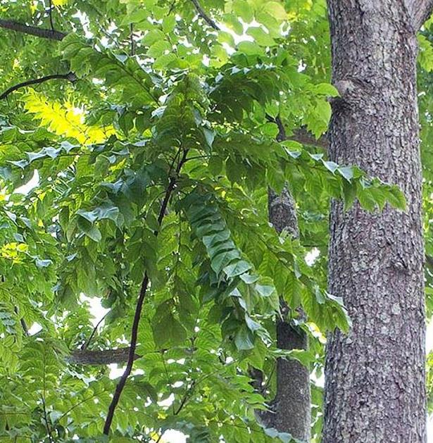 Chukrasia tabularis - Cedro Branco, Mogno Indiano, Sequoia Indiana, Amêndoa da Birmânia