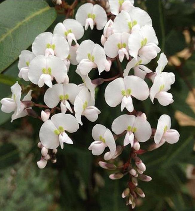 Hardenbergia violacea Alba - Trepadeira Andarilho Branco, Wisteria Branca Australiana, Salsaparilha Selvagem