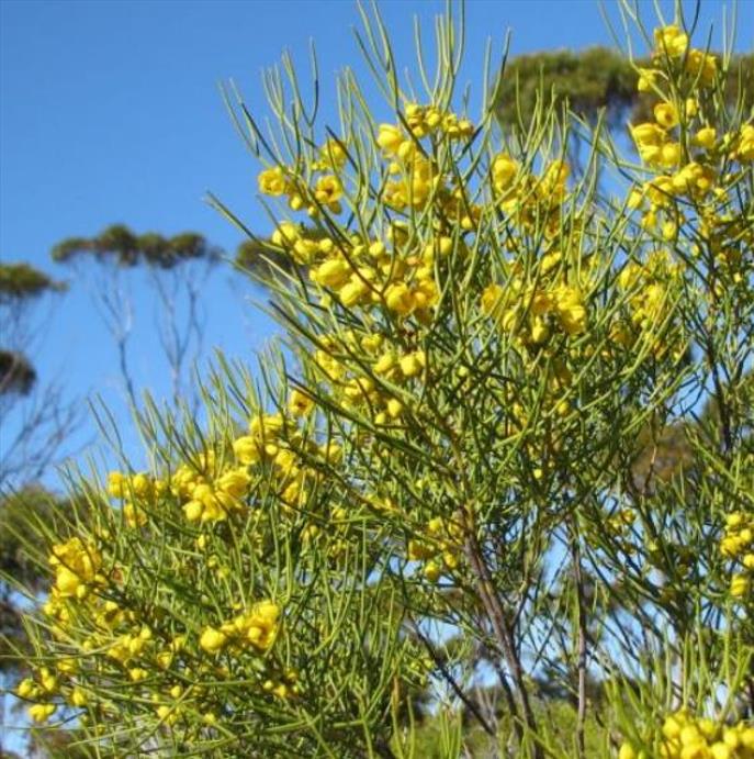 Senna artemisioides (Cassia artemisioides) - Cassia Prateada, Cassia Plumada, Cassia Prata, Senna Prata