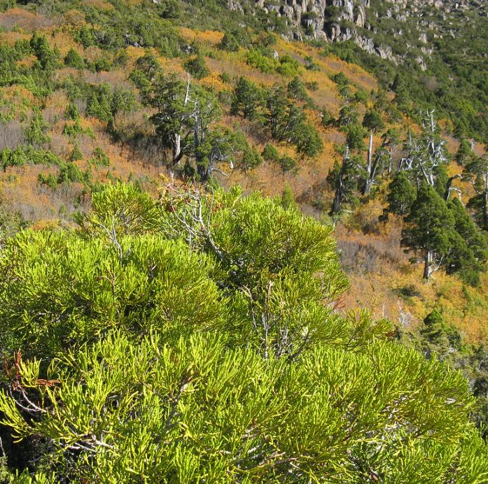 Athrotaxis laxifolia - Pinheiro Atrotaxia, Atrotaxia de Cume, Cedro da Tasmânia, Cedro Summit