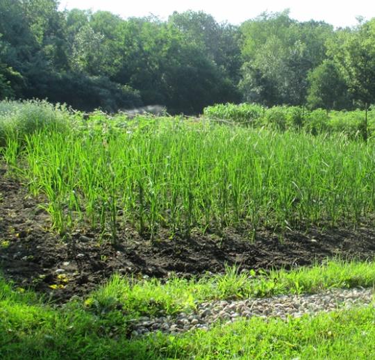 Oryza sativa Duborskian (Certificação Orgânica) - Arroz Duborskian, Arroz de montanha