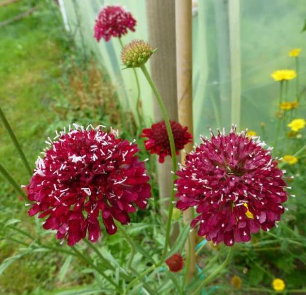 Scabiosa atropurpurea 'Florist Fire King' - Doce Escabiosa, Escabiosa dos Jardins, Flor da Saudade