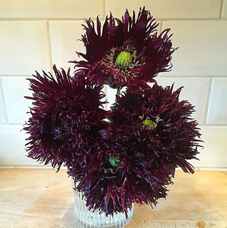 Papaver somniferum 'Laciniatum Black Swan' - Papoula Cisne Negro, Papoula de Franja Dobrada Cisne Negro, Papoula Empluma