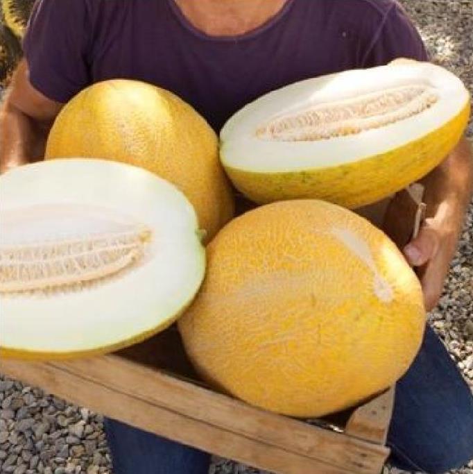 Cucumis armenian giant (Certificação Orgânica) - Melão Gigante Armênio, Melão Persa Gigante, Melão Gigante Doce Milagre