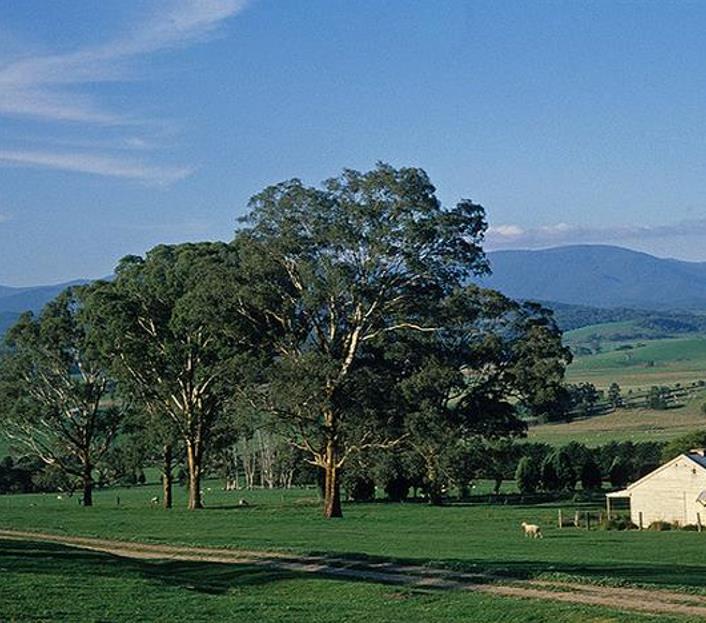 Eucalyptus melliodora - Eucalipto Melífero, Yellow Box
