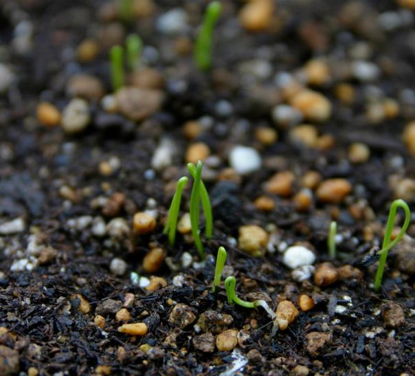 Allium Fistulosum Red Beard - Cebolinha Vermelha, Cebolinha Papai Noel, Cebolinha Red Beard