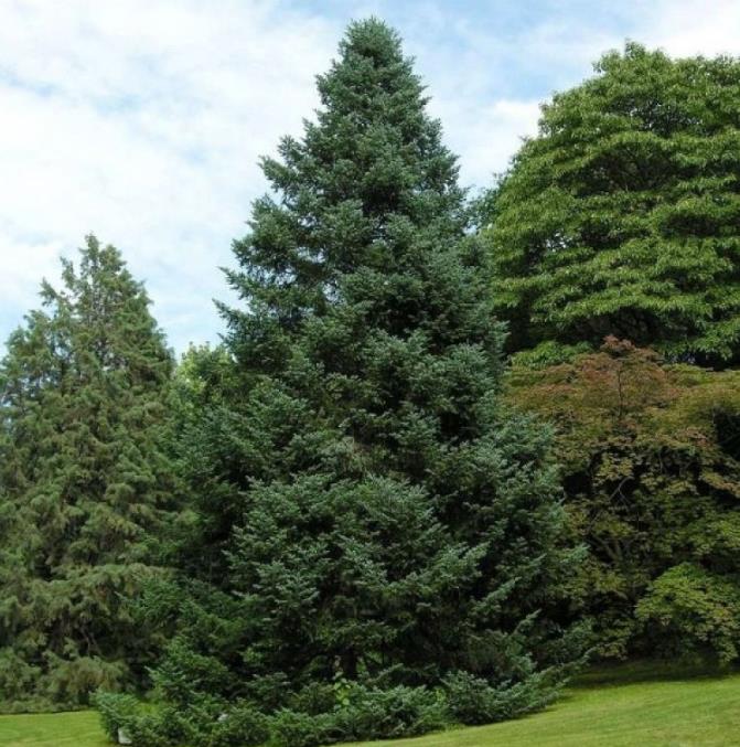 Abies amabilis - Abeto de Prata, Abeto Prateado do Pacífico, Cascade Silver Fir