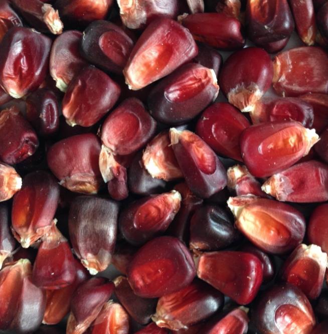 Zea Mays Bloody Butcher (Certificação Orgânica) - Milho Sangrento, Milho Açougueiro Sangrento