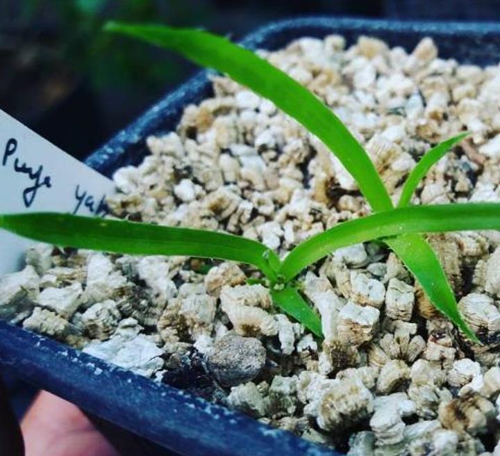 Puya yakespala - Bromélia Princesa Iluminada, Bromélia Amarela do Deserto
