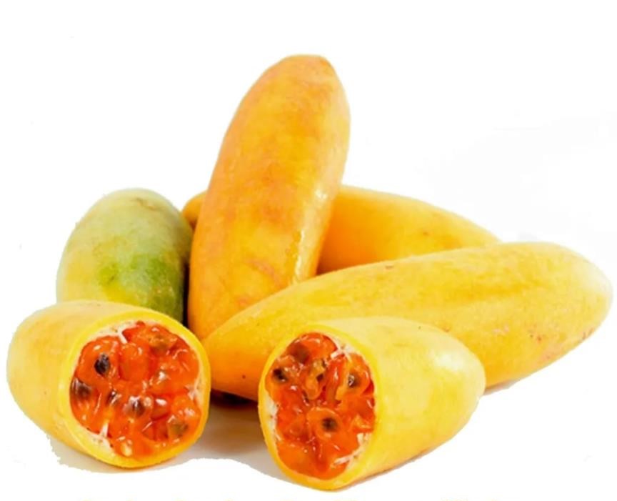 Passiflora mollissima (Passiflora tarminiana) - Maracujá Banana
