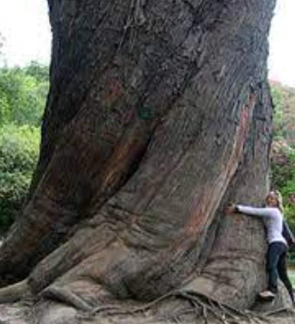 Eucalyptus delegatensis - Eucalipto Gigante, Eucalipto Carvalho da Tasmânia, Eucalipto Goma-Top Madeira Fo