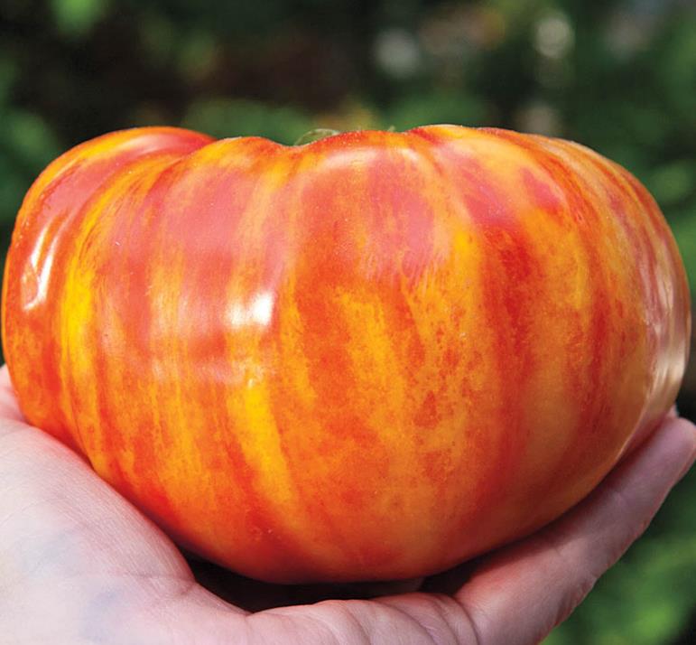 Solanum lycopersicon Pineaplle Striped - Tomate Abacaxi