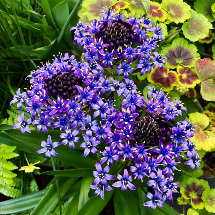 Scilla peruviana - Lirio do Caribe, Estrela do Peru, Lírio Cubano, Jacinto de Portugal