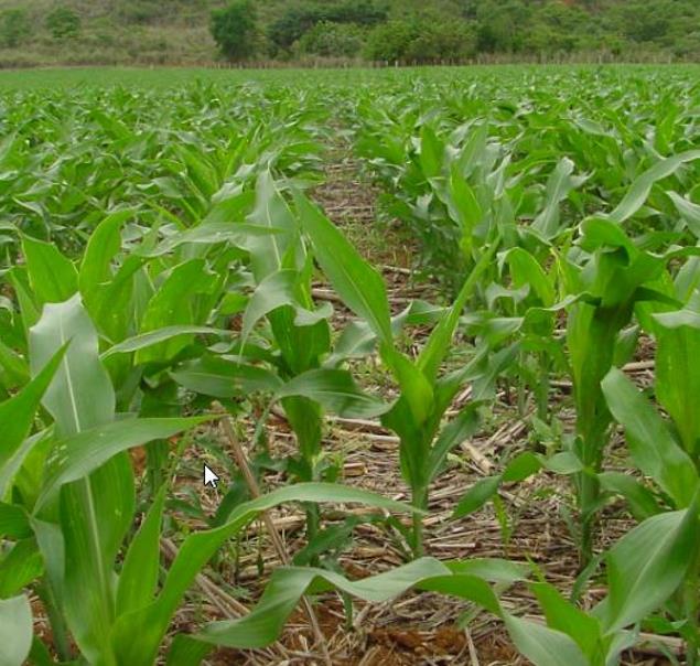 Zea mays Hoppi Turquoise (C.O.) - Milho Azul Hopi