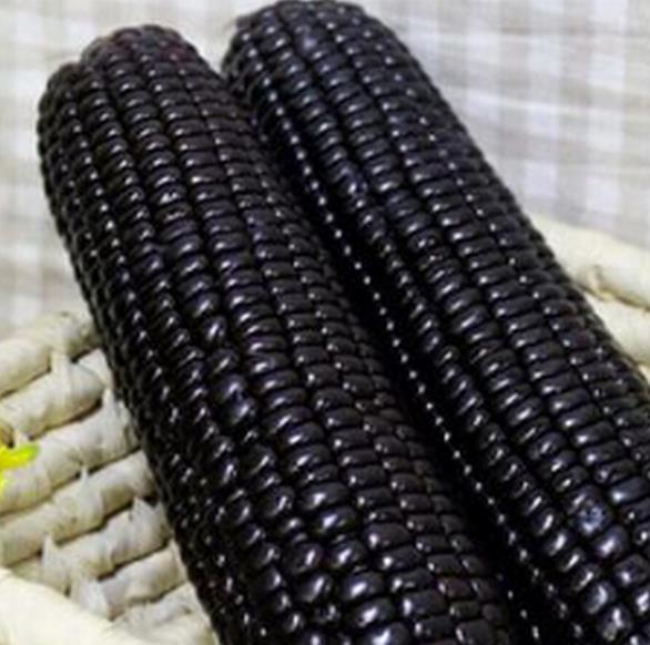 Zea mays kculli black  (certificação orgânica) - Milho negro, milho kculli negro, kulli negro
