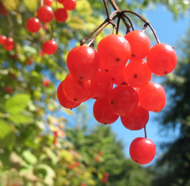 Viburnum trilobum - Cereja americana, Cranberry, Cramberry
