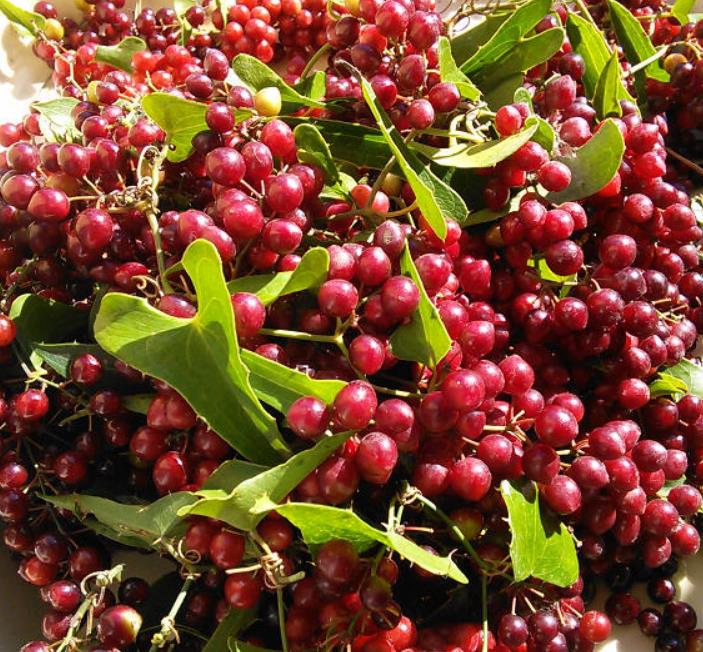 Smilax aspera - Salsaparrilha, Trepadeira Salsaparrilha, Zarzaparilla, Alegria do Campo