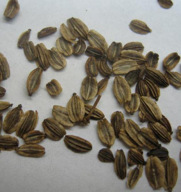 Levisticum officinale - Levistico, Liveche, Lovage, Erva Maggi, Folhas de Ligústica