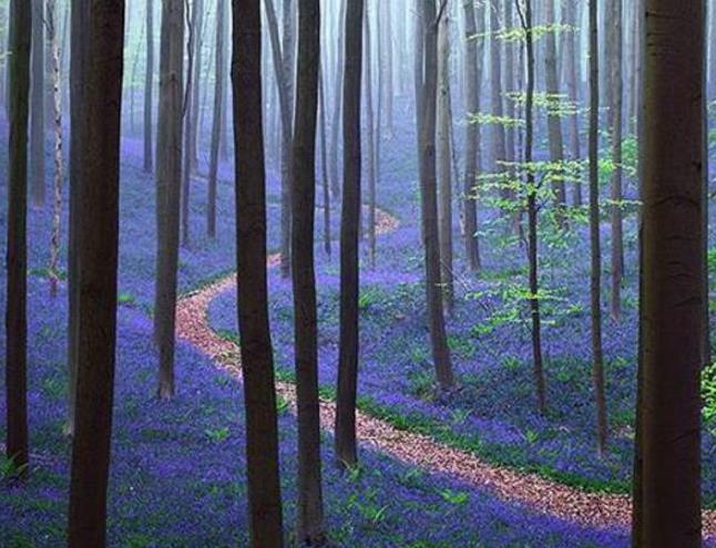 Hyacinthoides non-scripta - Bluebells, Sino das Estrelas, Sino das Fadas, Flor de Fadas, Jacinto Selvagem En
