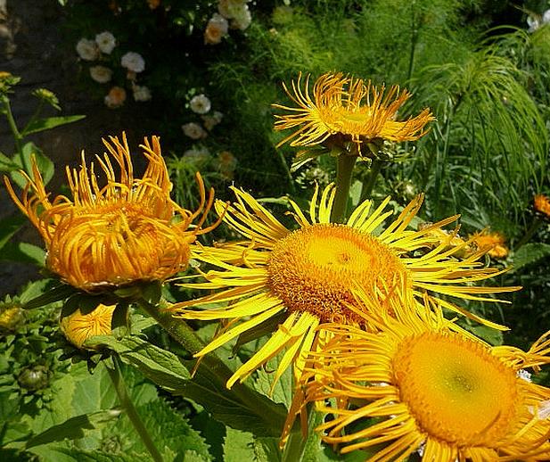 Inula magnifica 'Sonnenstrahl' - Inula gigante, Inula sonnenstrahl, Inula magnifica "Raio de Sol", Margarida giga
