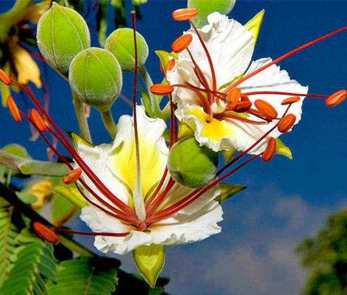 Delonix pumila - Poinciana adansonioides anã, Flamboyant Baobá, Flamboyant Garrafa