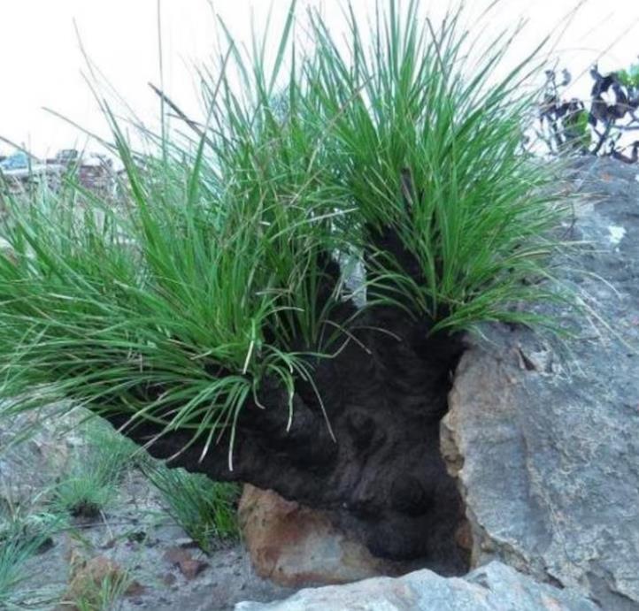 Xerophyta retinervis - Lírio Negro, Lírio Negro do Deserto, Lírio do Deserto