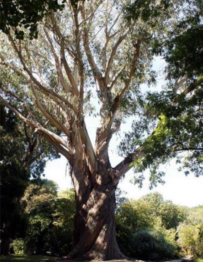 Eucalyptus delegatensis - Eucalipto Gigante, Eucalipto Carvalho da Tasmânia, Eucalipto Goma-Top Madeira Fo