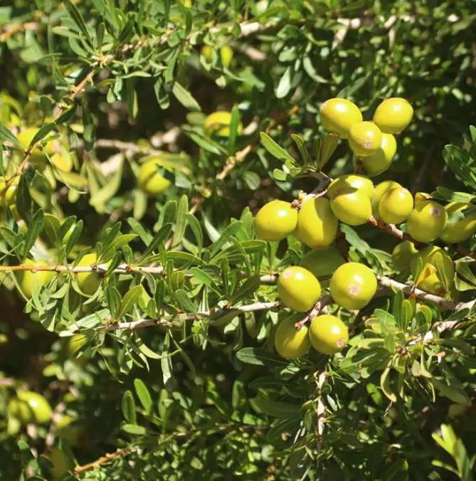 Argania spinosa - Árvore Argan, Ouro Marroquino, Árvore da Vida
