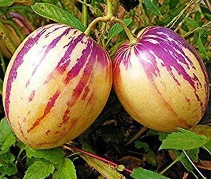Solanum muricatum - Melão-Pera, Melão Andino, Melão dos Andes, Pepino doce