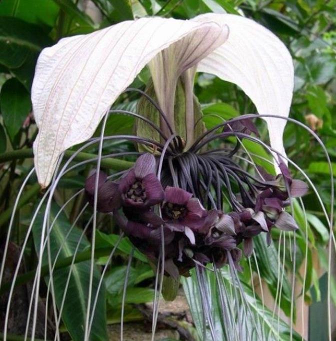 Tacca Nivea - Flor Morcego Branca, Orquídea Branca, Bat Flower, Flor de Orquídea Branca