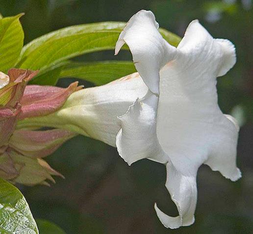 Beaumontia Grandiflora - Trepadeira Trombeta De Arauto,trepadeira Trombetas Do Nepal, Trombeta Branca