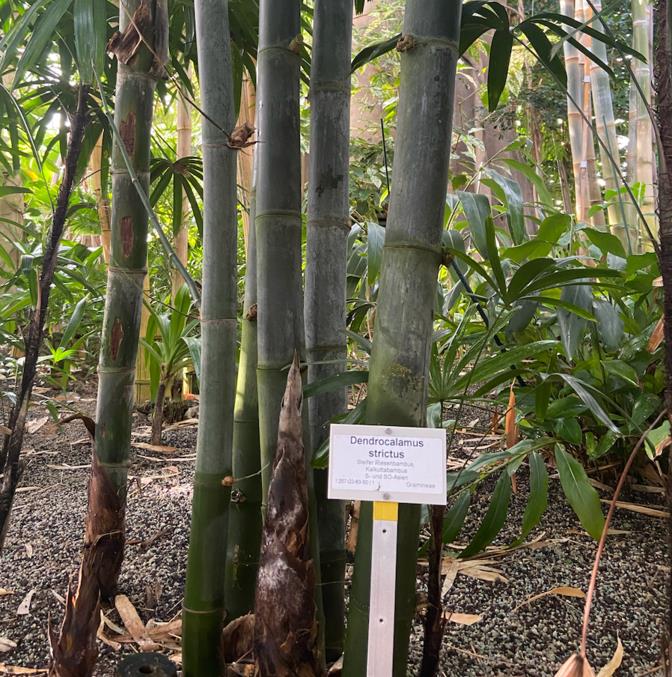 Dendrocalamus strictus - Bambu Ferro - Bambu Gigante Ferro, Bambu Sólido