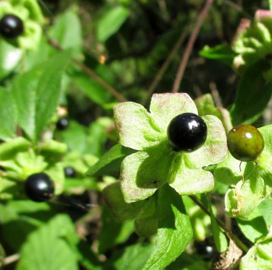 Cucubalus baccifer - Cereja cucubalo, Berry catchfly, Grass cucco, Cucubalo