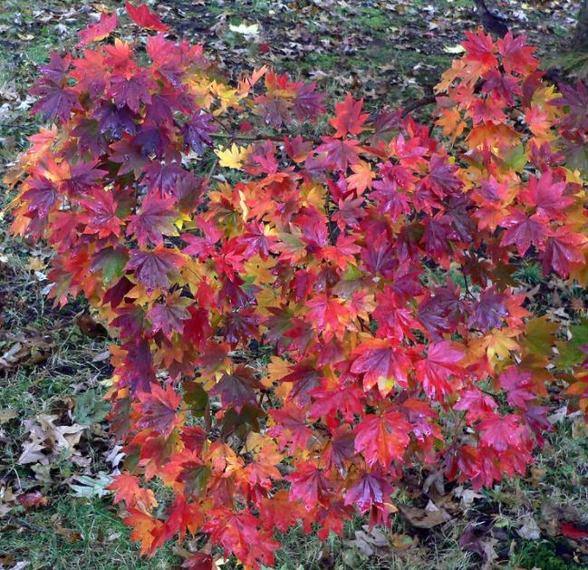 Acer pseudosieboldianum - Maple Purplebloom, Bordo Coreano