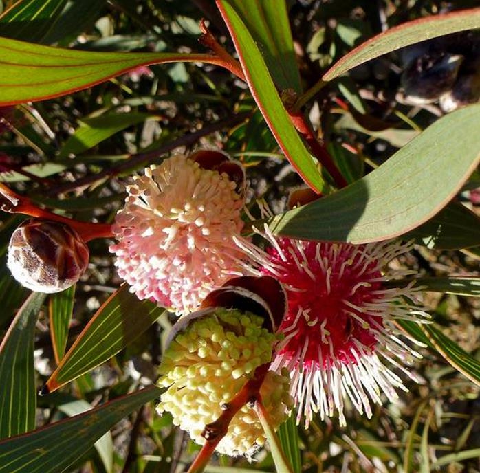 Hakea laurina - Protea Hakea Almofada de Alfinetes, Pincushion Hakea, Hakea Ouriço do Mar