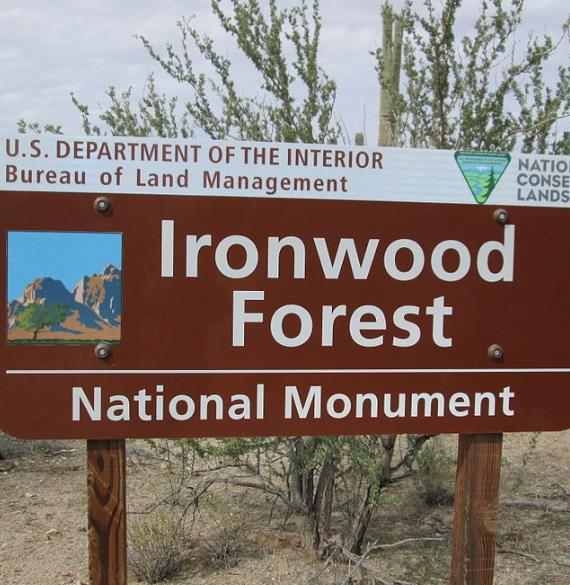 Olneya tesota - Madeira de Ferro do Deserto, Pau-Ferro do Deserto, Desert Ironwood