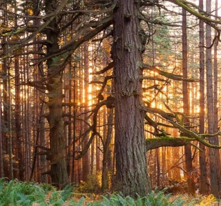 Pseudotsuga menziesii var. menziesii  - Coast Douglas Fir, Douglas Fir, Abeto Douglas da Costa, Pinheiro do Oregon