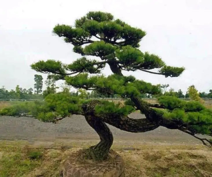 Pinus thunbergii - Pinheiro negro Japonês