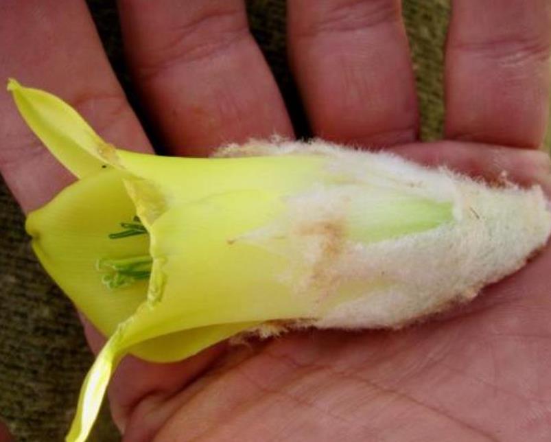 Puya yakespala - Bromélia Princesa Iluminada, Bromélia Amarela do Deserto