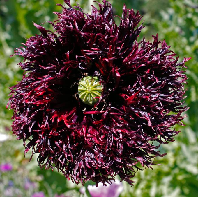 Papaver somniferum 'Laciniatum Black Swan' - Papoula Cisne Negro, Papoula de Franja Dobrada Cisne Negro, Papoula Empluma