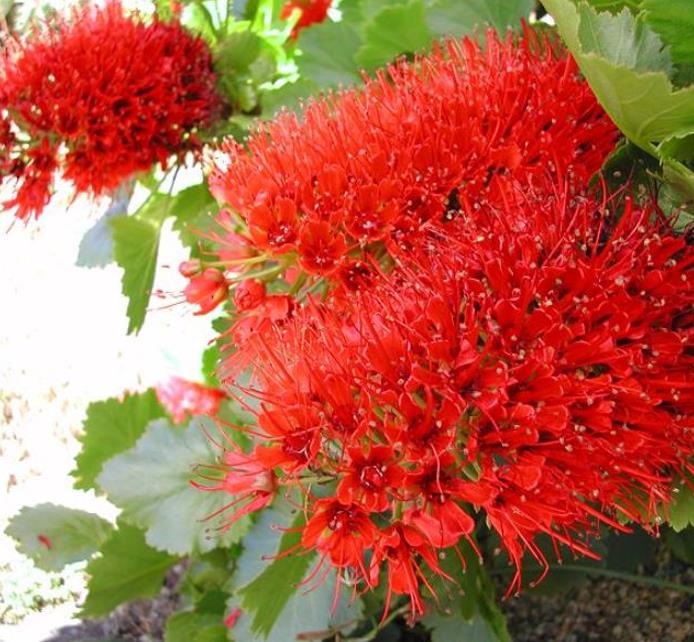 Greyia sutherlandii  - Escova de Garrafa Sul Africana, Mamadeira de Natal, Natal Botlebrush, Pincel de