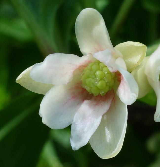 Schisandra chinensis - Cereja dos 5 Sabores (Wu-Wei-Zi), Magnolia Berry, Limonnik, Uva Vermelha