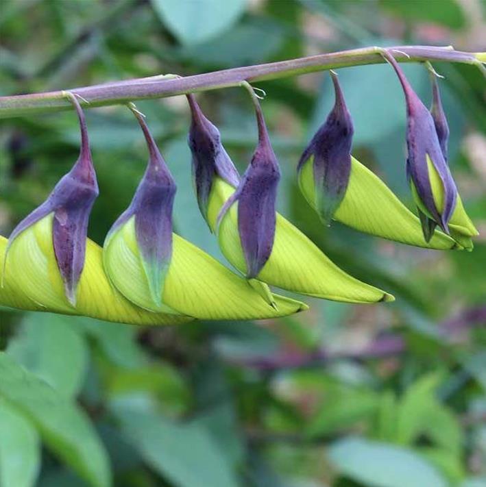 Crotalaria agatiflora -  Arbusto Canário, Arbusto Beija Flor, Flor Pássaro, Birdflower